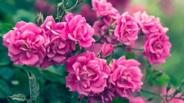 バラの系統や分類 初めてバラを育てる方に分かりやすく解説 | 株式会社