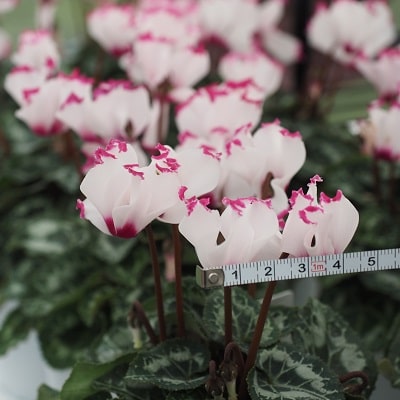 シクラメン アブソリュドゥモレル | 株式会社ハクサン｜花や植物、園芸