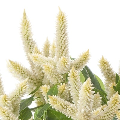 セロシア カラフルセレクト | 株式会社ハクサン｜花や植物、園芸資材を