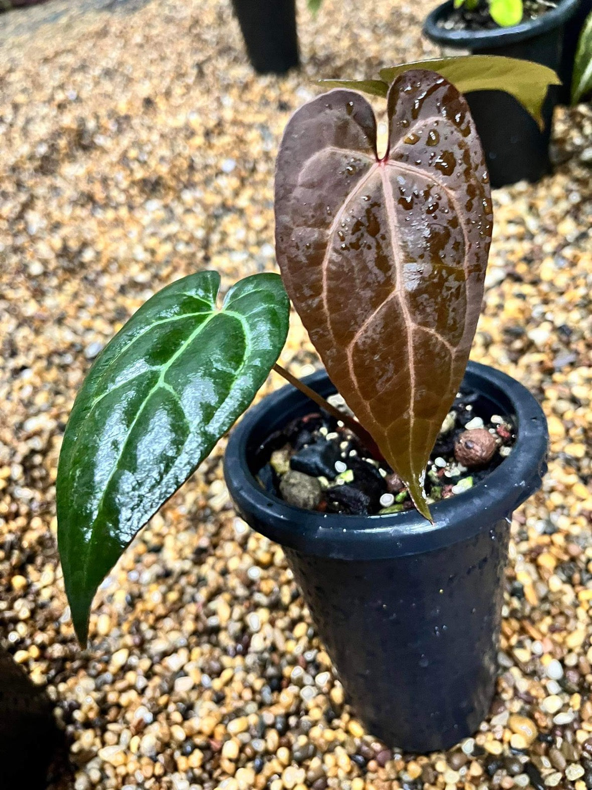 Anthurium Aos X Crystallinium Clone Cuttings | HappiestPlantsbyAMJ