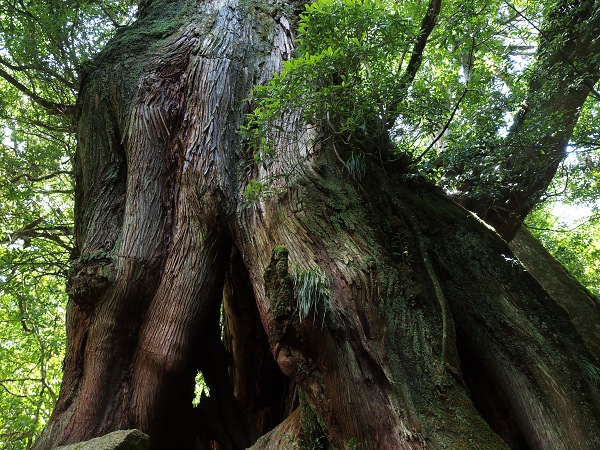 屋久島 - 日本の世界遺産