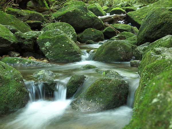 屋久島 - 日本の世界遺産