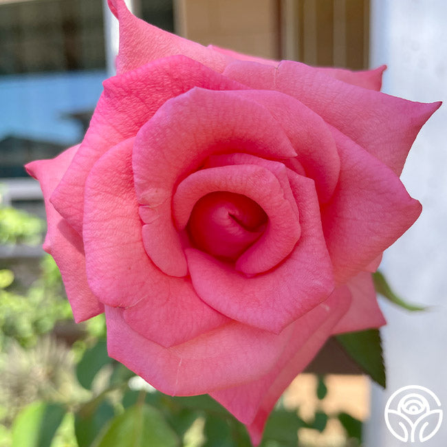 Cloud Nine Hybrid Tea Rose | Pink Rose Plant – Heirloom Roses