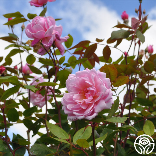 Mary Delany® | Pink David Austin Climbing Rose Bush – Heirloom Roses