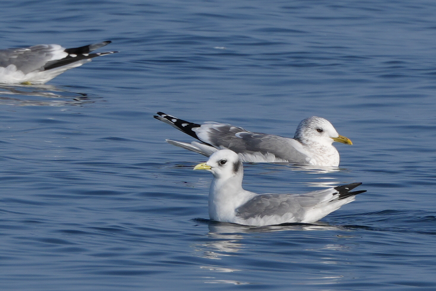 e382abe383a2e383a1e381a8.jpg?w=640