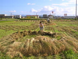 稲わらを販売します。無農薬、有機栽培稲わら、自然太陽光で乾燥の無
