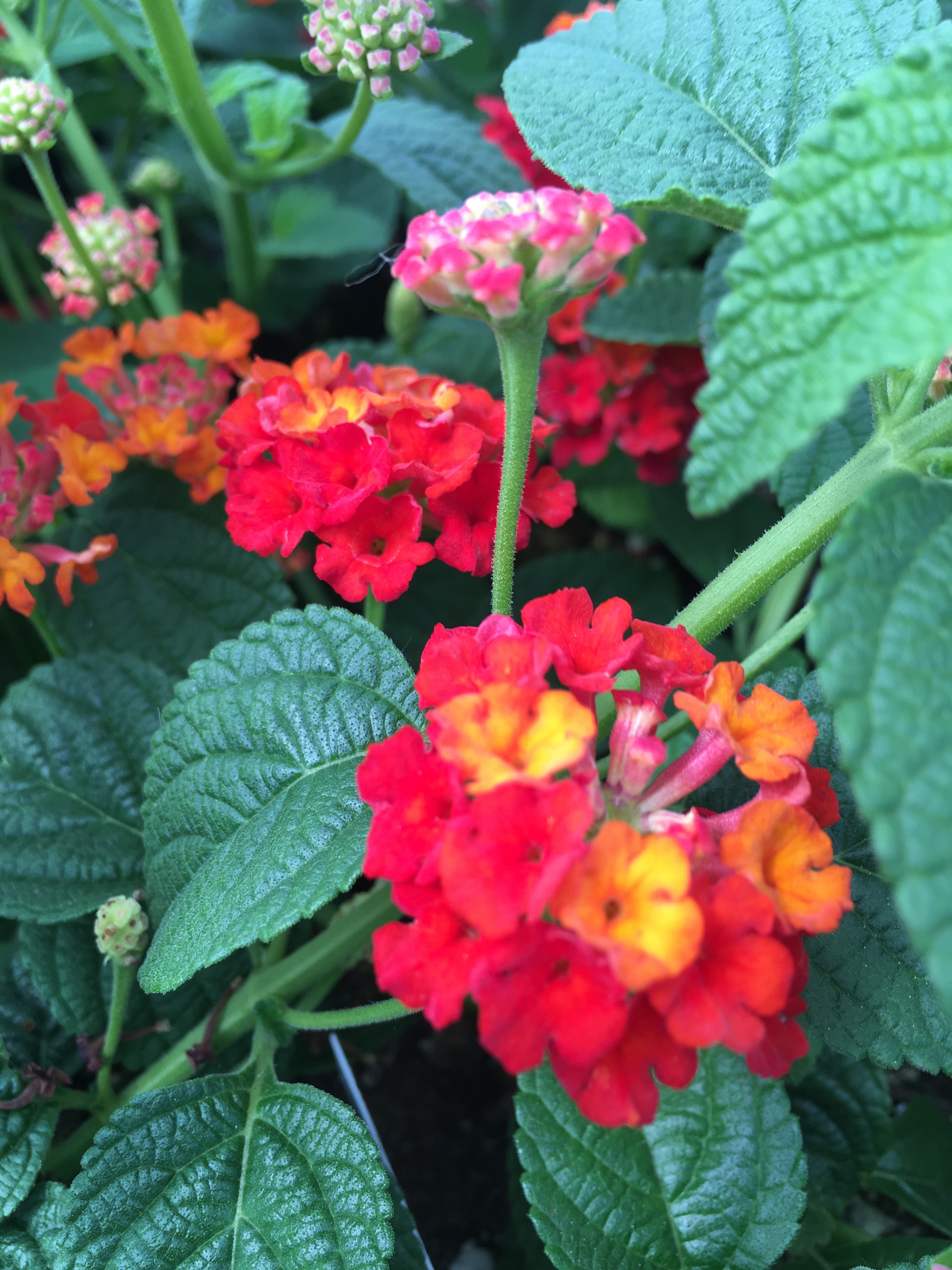 LANTANA 'RED' – Horlings Plants