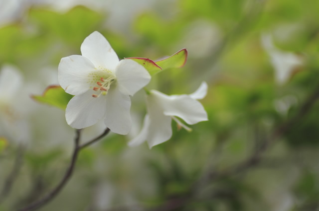 シャラ＜区画3＞｜市原南霊園 樹木葬のお花紹介