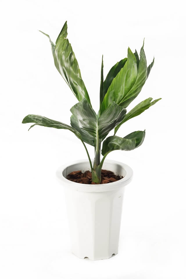 テネラヤシ | いぶすき観葉植物｜観葉のまち指宿