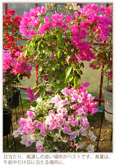 ブーゲンビリアでトロピカルな夏！｜| 庭づくり | イエマガ