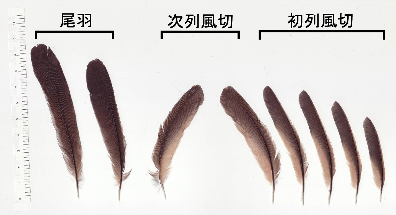 第2回 よく拾う羽を環境別に紹介！【都市公園・山や森林公園編