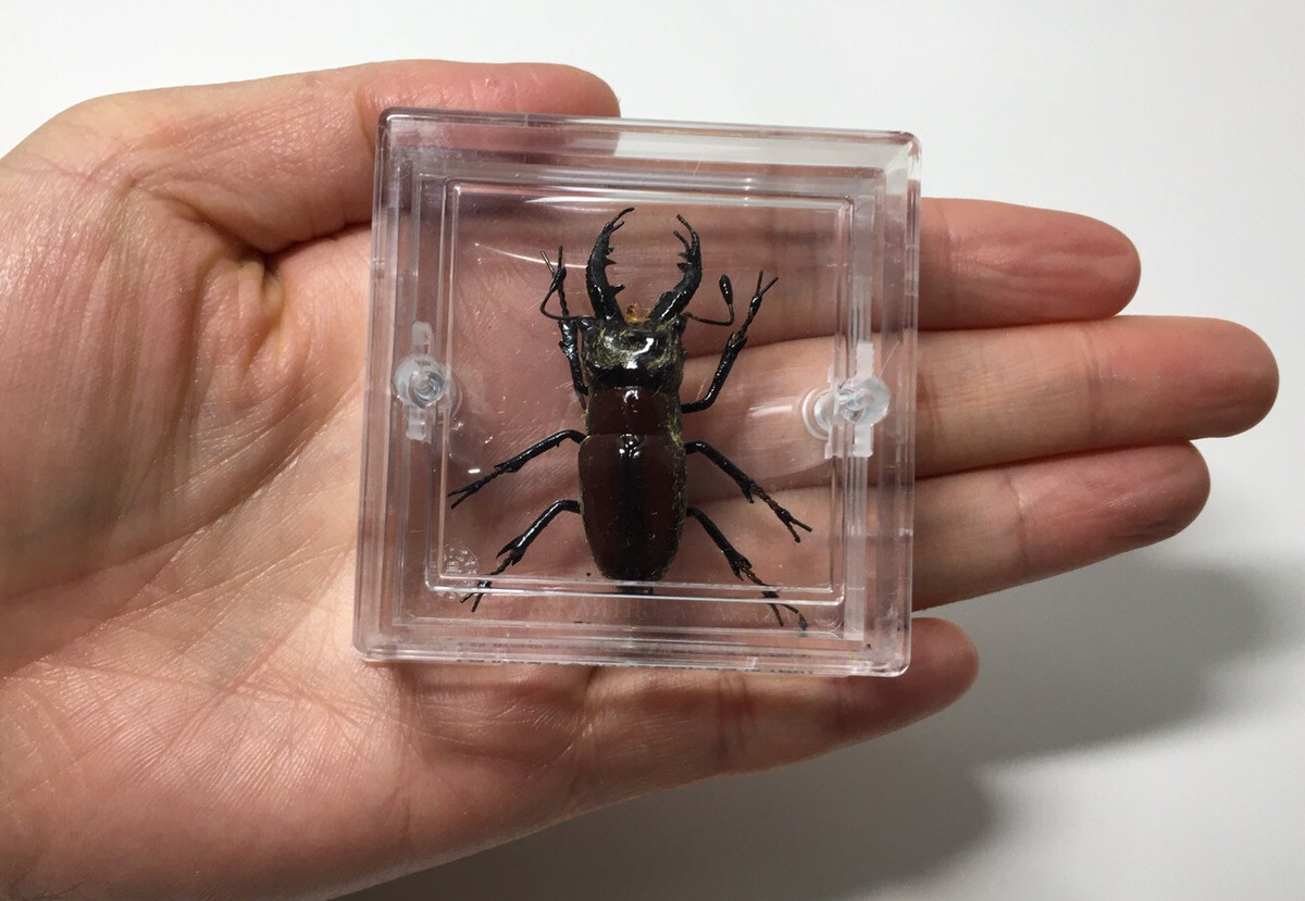 TAKARA Beetle Of The World 1 Miyama Stag Beetle Insect Male Figure