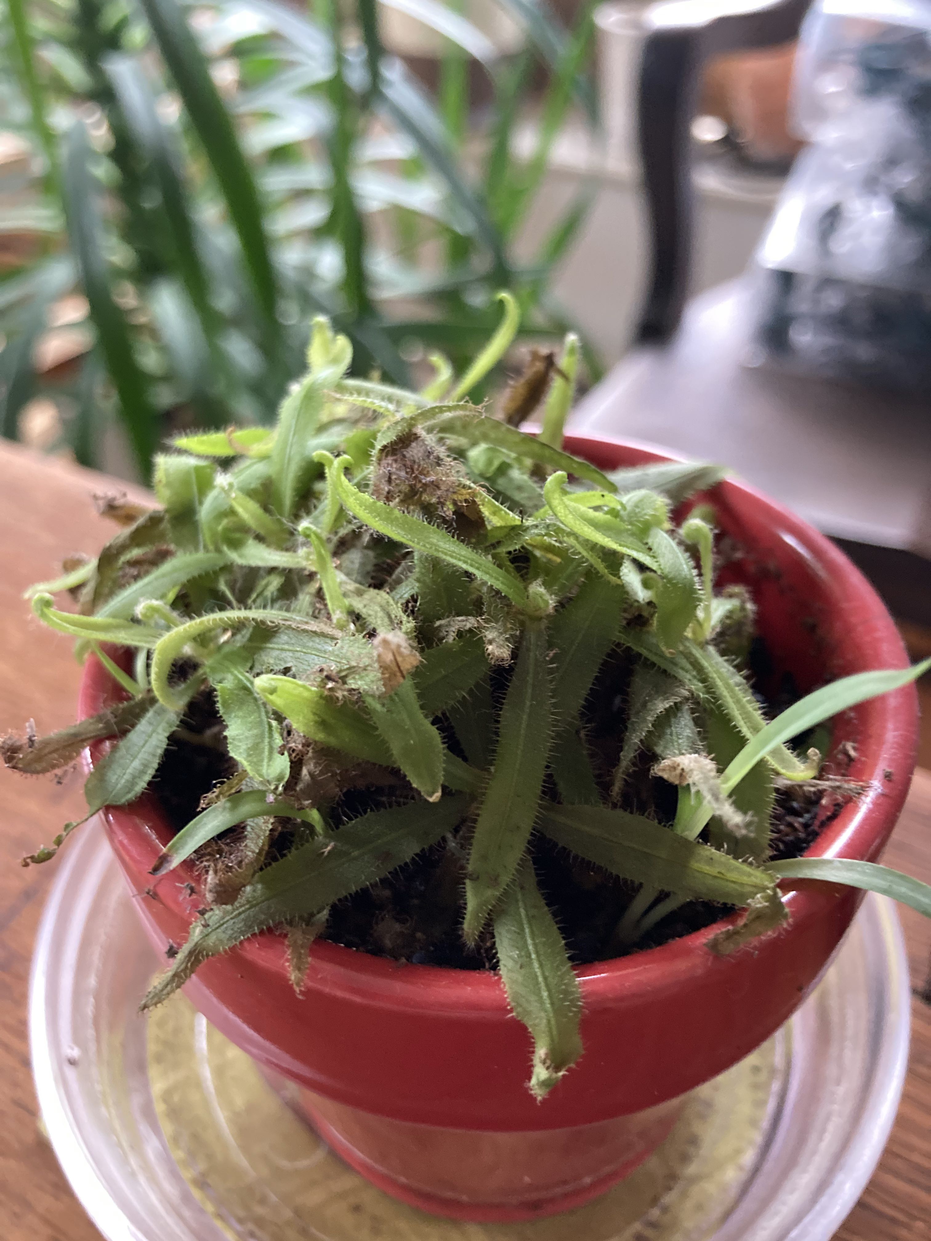 Help! Why is this sundew not sticky? : r/SavageGarden