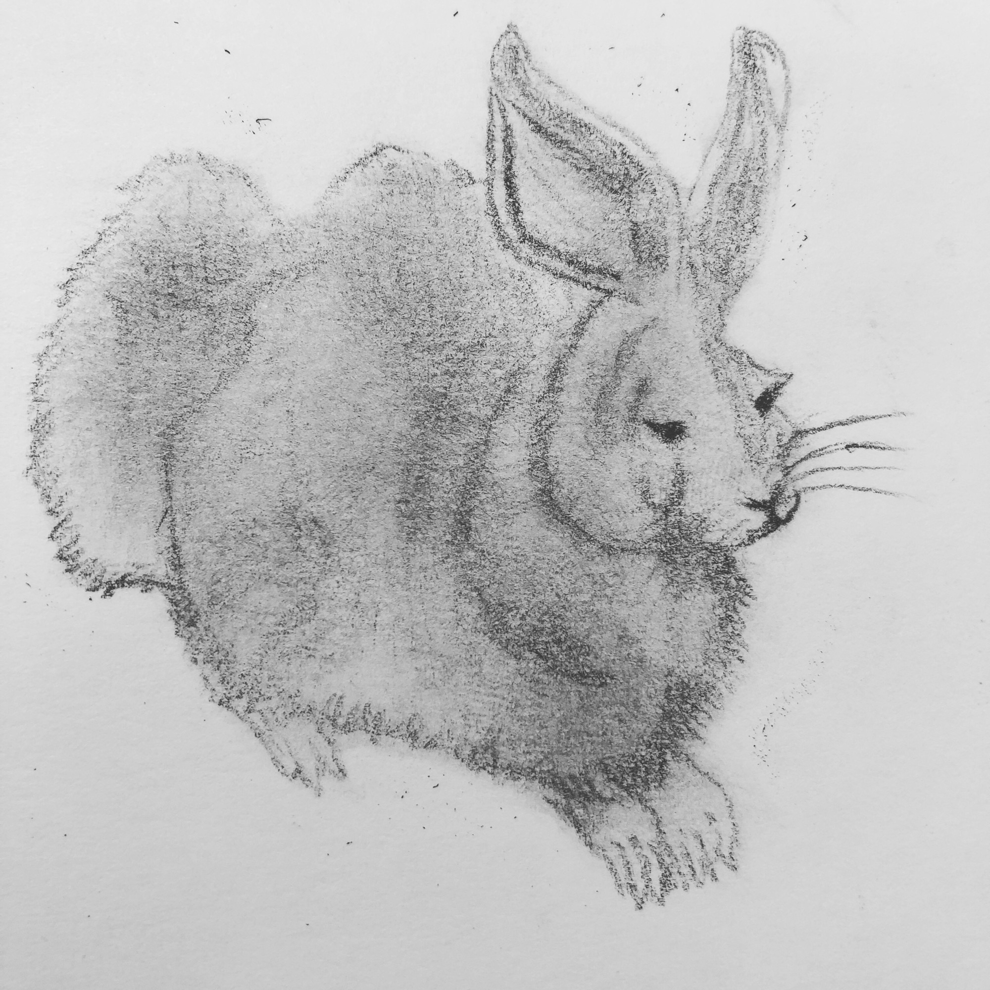 アルブレヒト・デューラー：野ウサギ (1502) -VS- ハンス・ホフマン