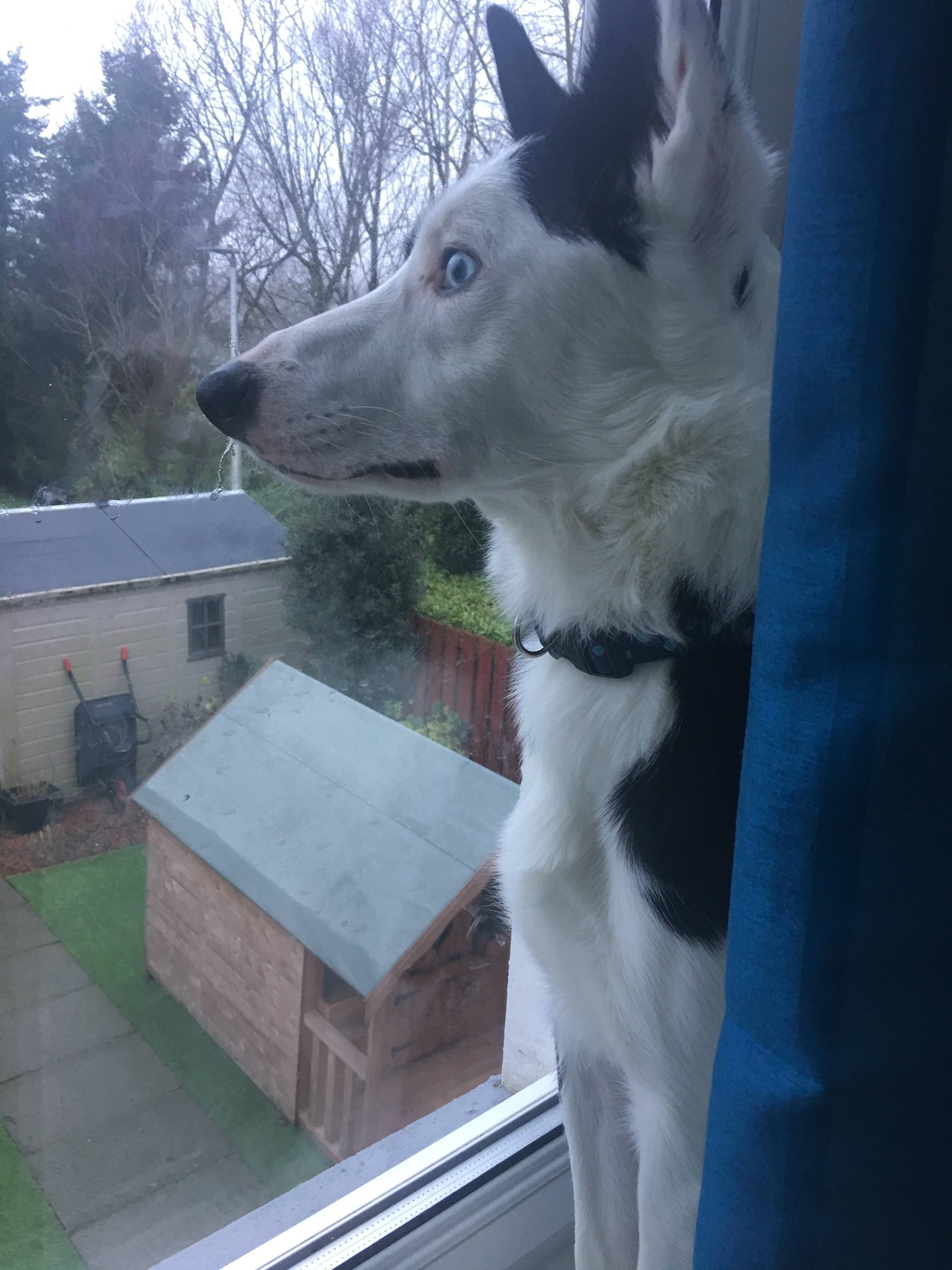 どうすれば、うちの犬が騒音を出す家電を攻撃しなくなるように訓練