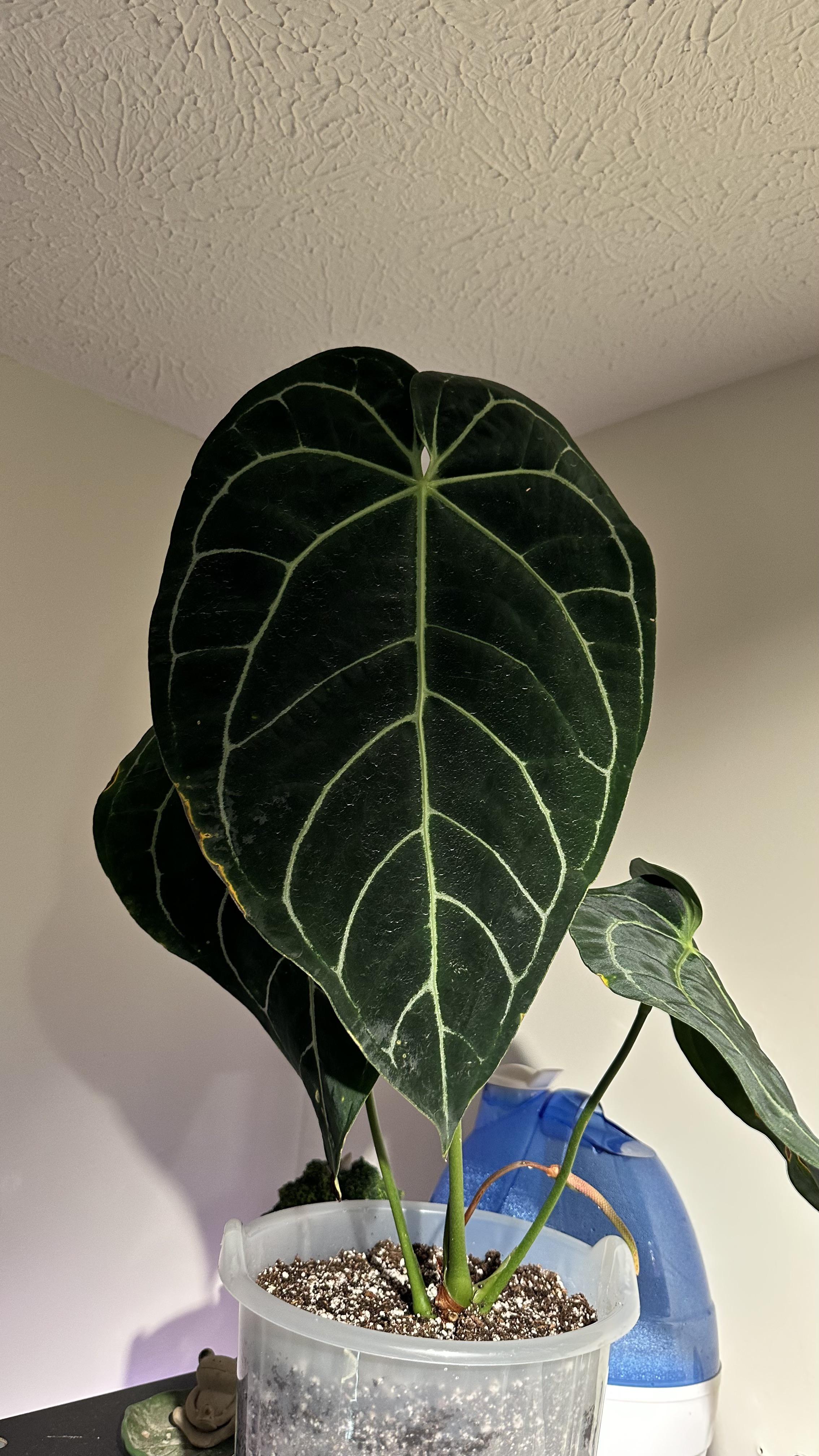 anthurium regare アンスリウム レガレ 22 アンスリウム レガレ