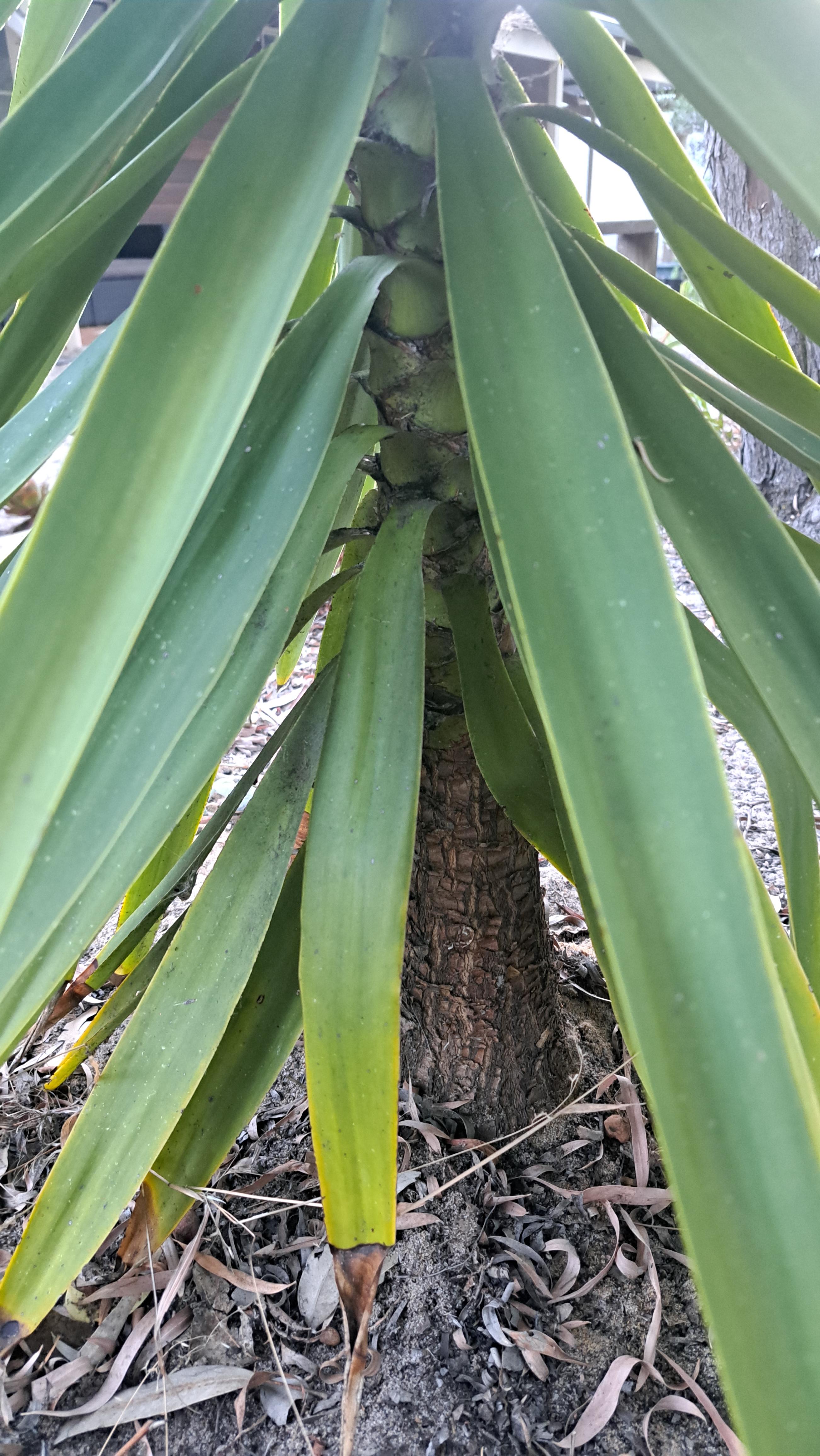 Yucca? : r/GardeningAustralia