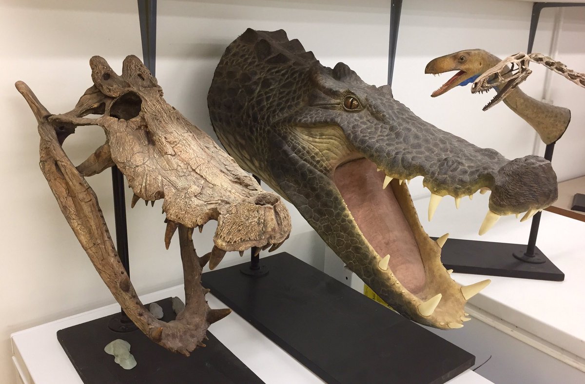 イノシシワニことカプロスクスの頭蓋骨と復元図。この海水ワニサイズの