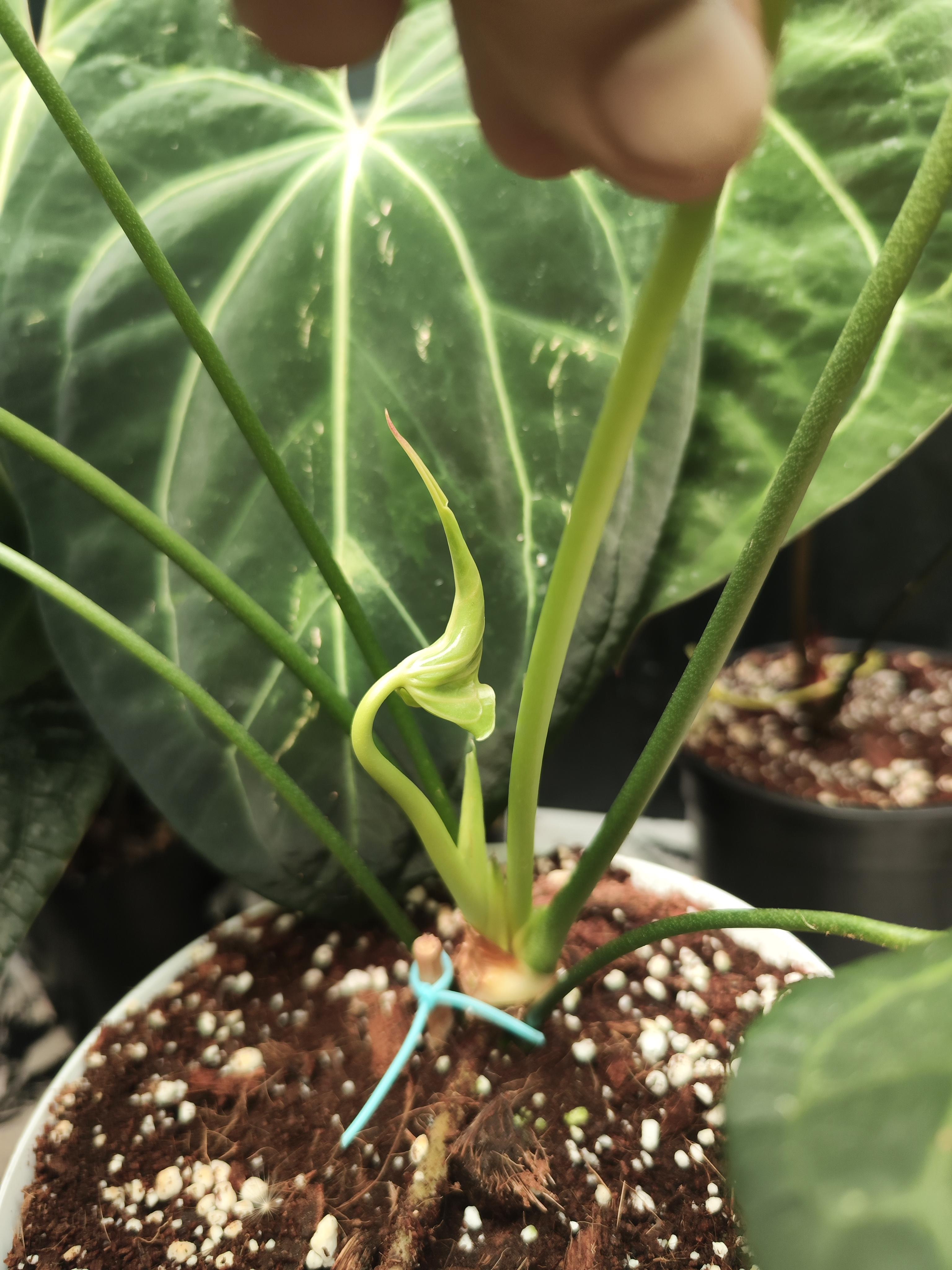 他の人もデルタフォースでこんなこと経験してる？ : r/Anthurium