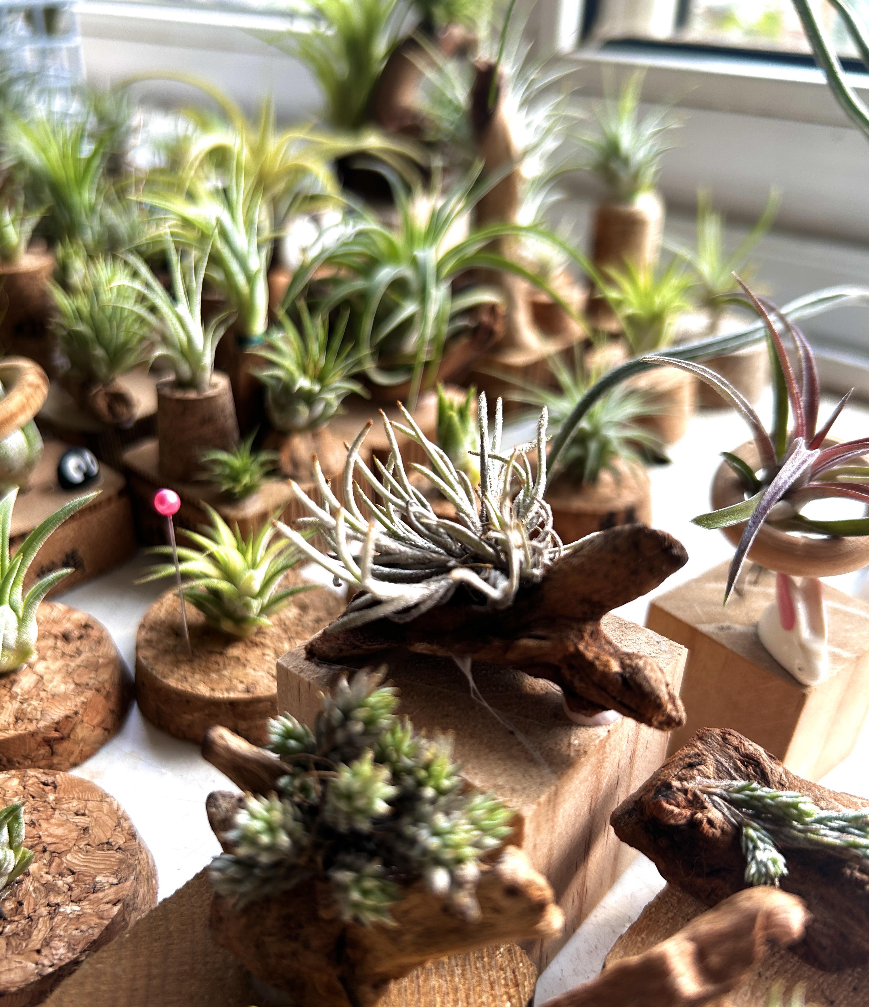 Tillandsia capillaris : r/airplants