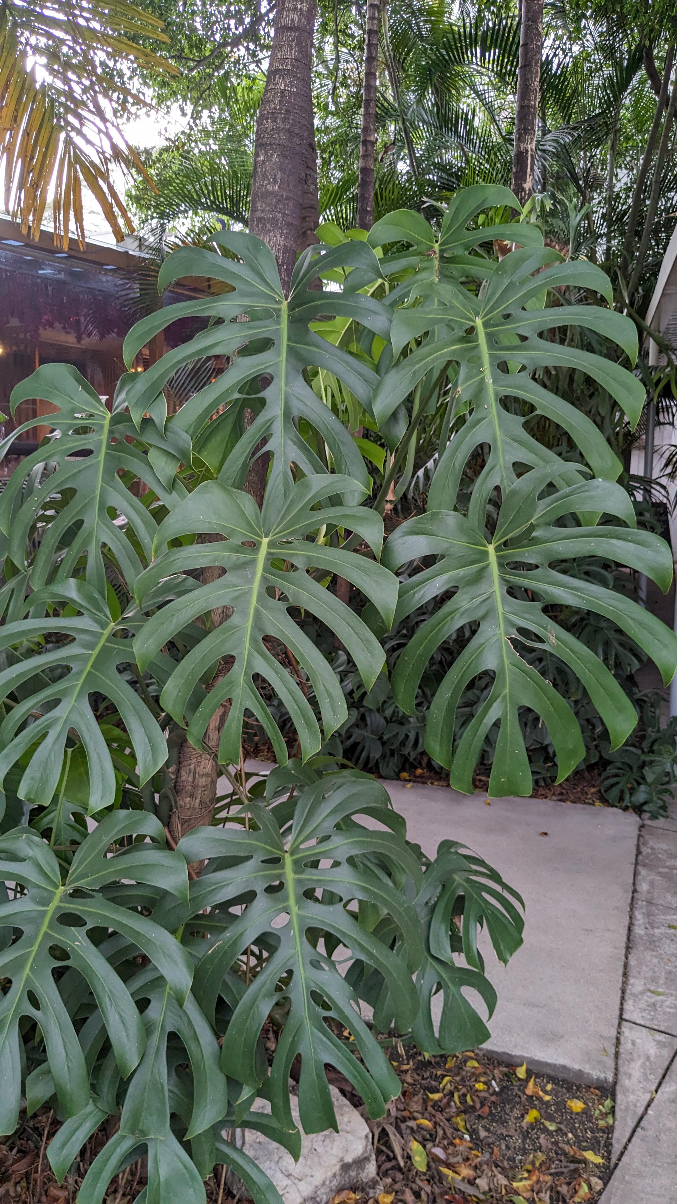 モンステラ・ブラジリアンフォーム？ : r/Monstera