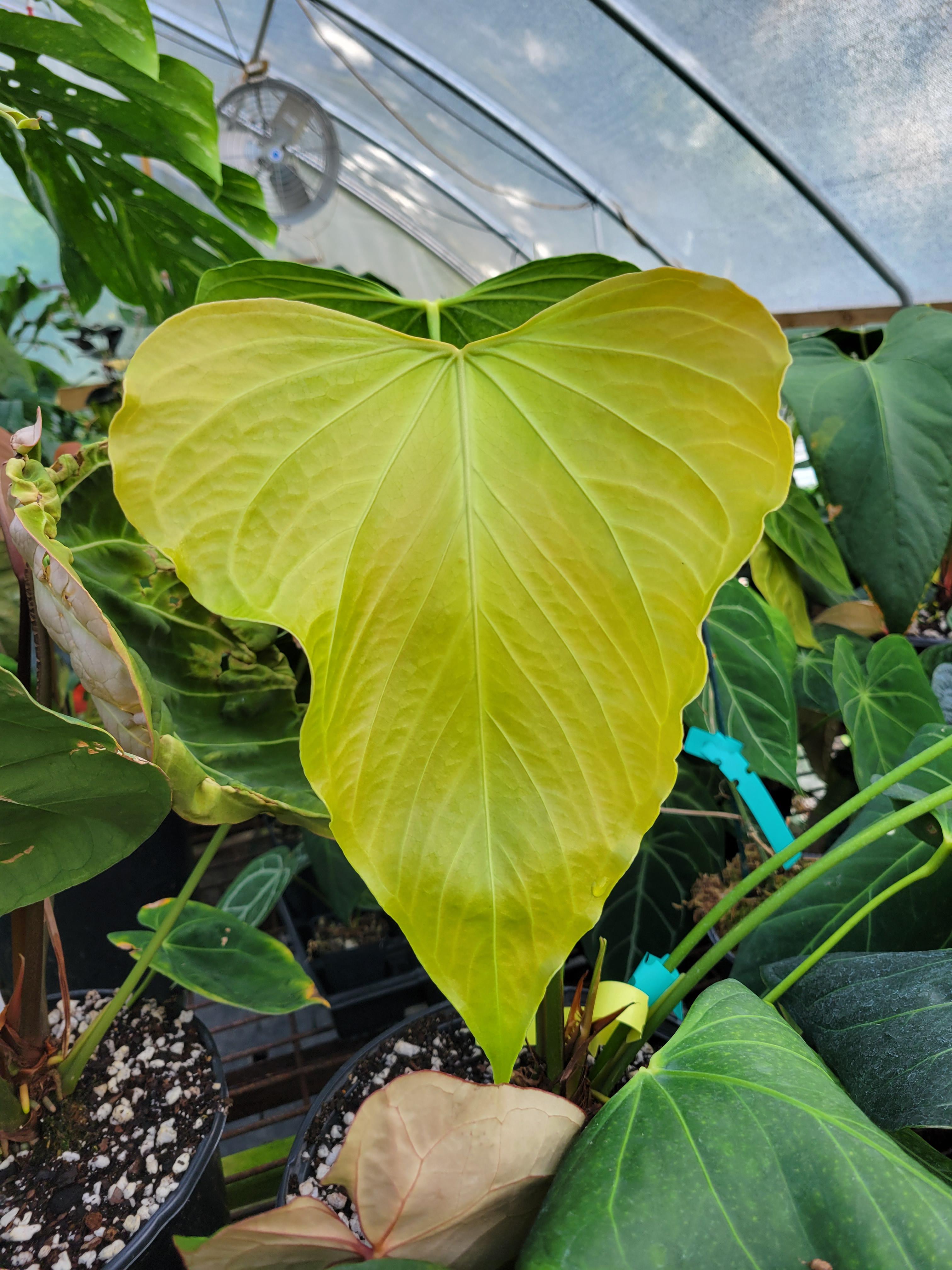 Anthurium subsignatum hybrid : r/Anthurium