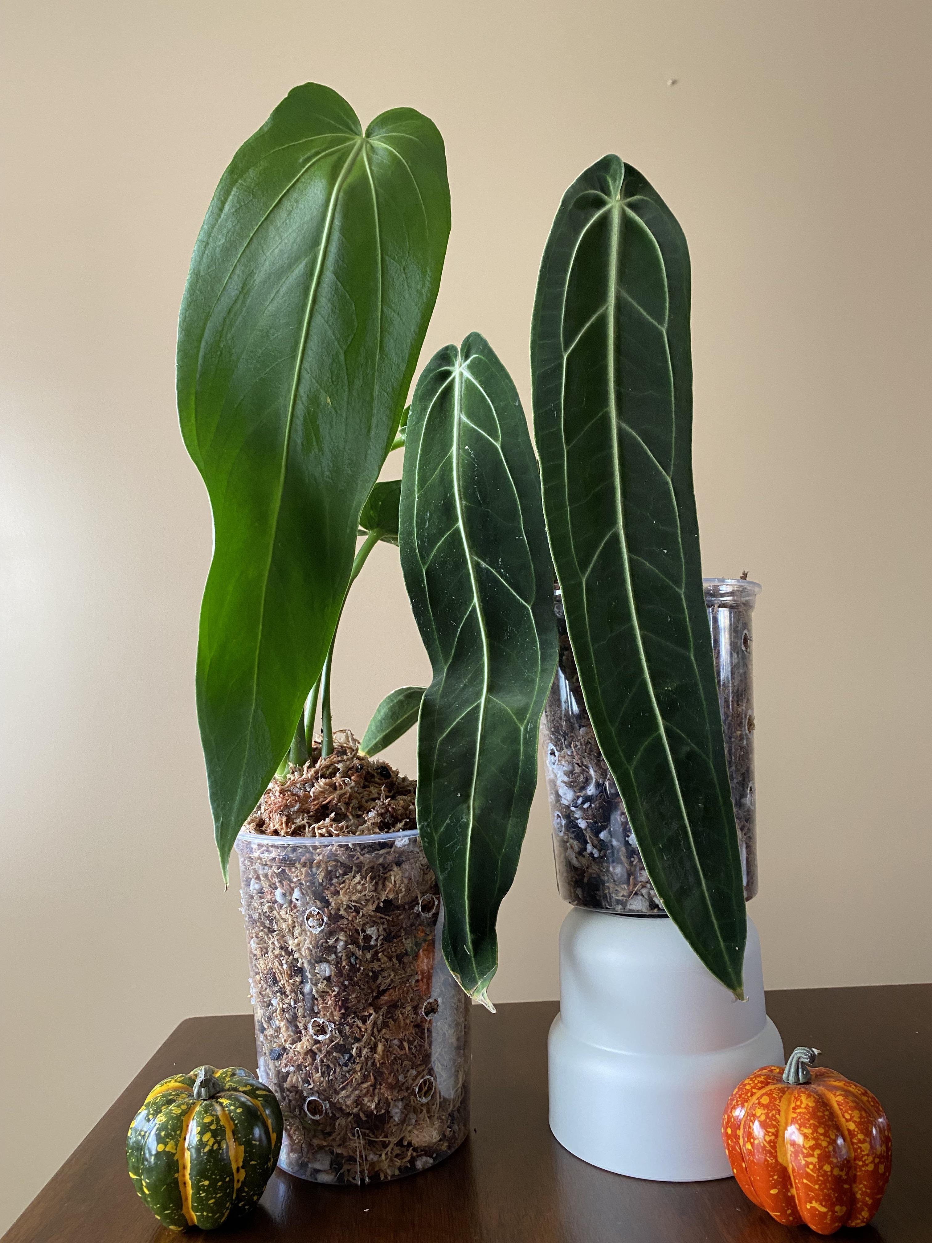 Anthurium warocqueanum 'Esmeralda' & Anthurium warocqueanum, also