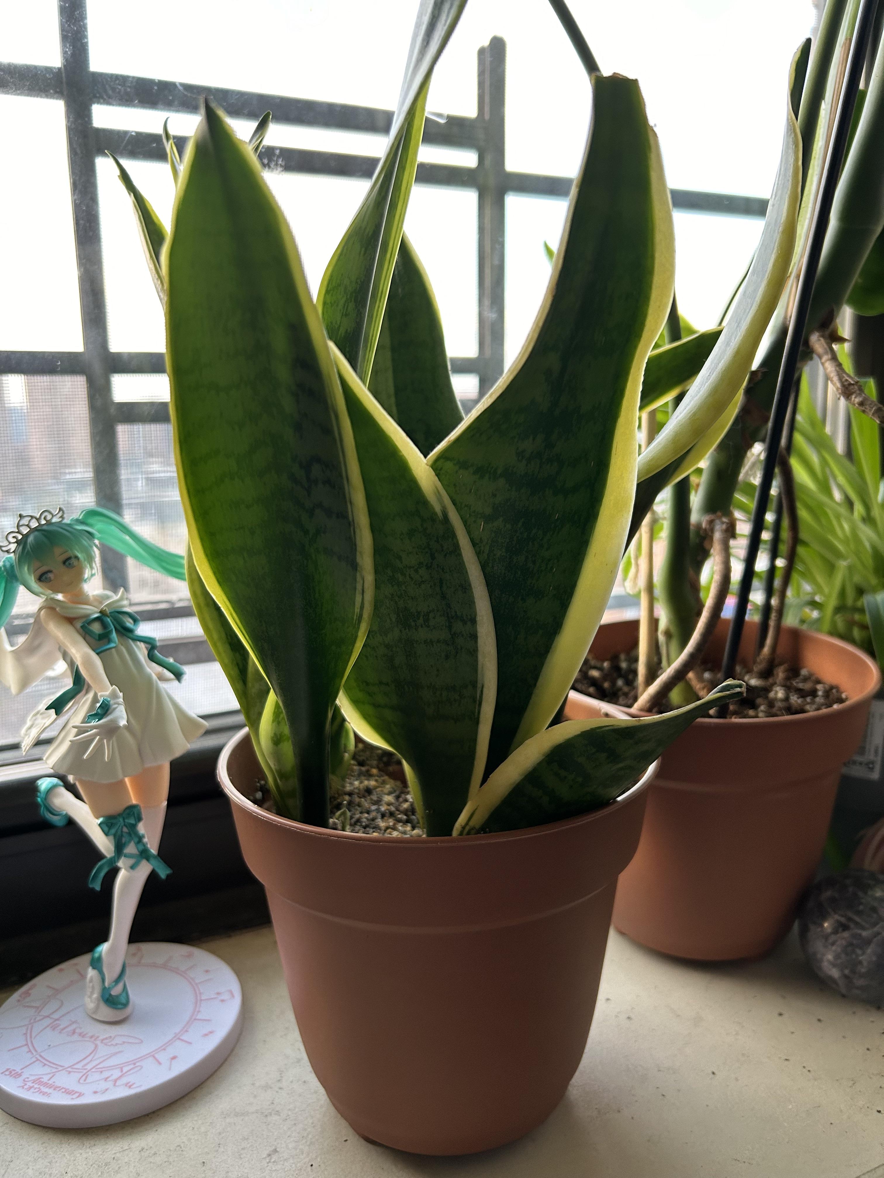 サンスベリア、成長止まっちゃった？？ : r/houseplants