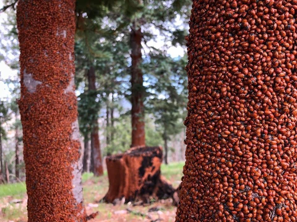 🔥 てんとう虫まみれの木 🔥 : r/NatureIsFuckingLit