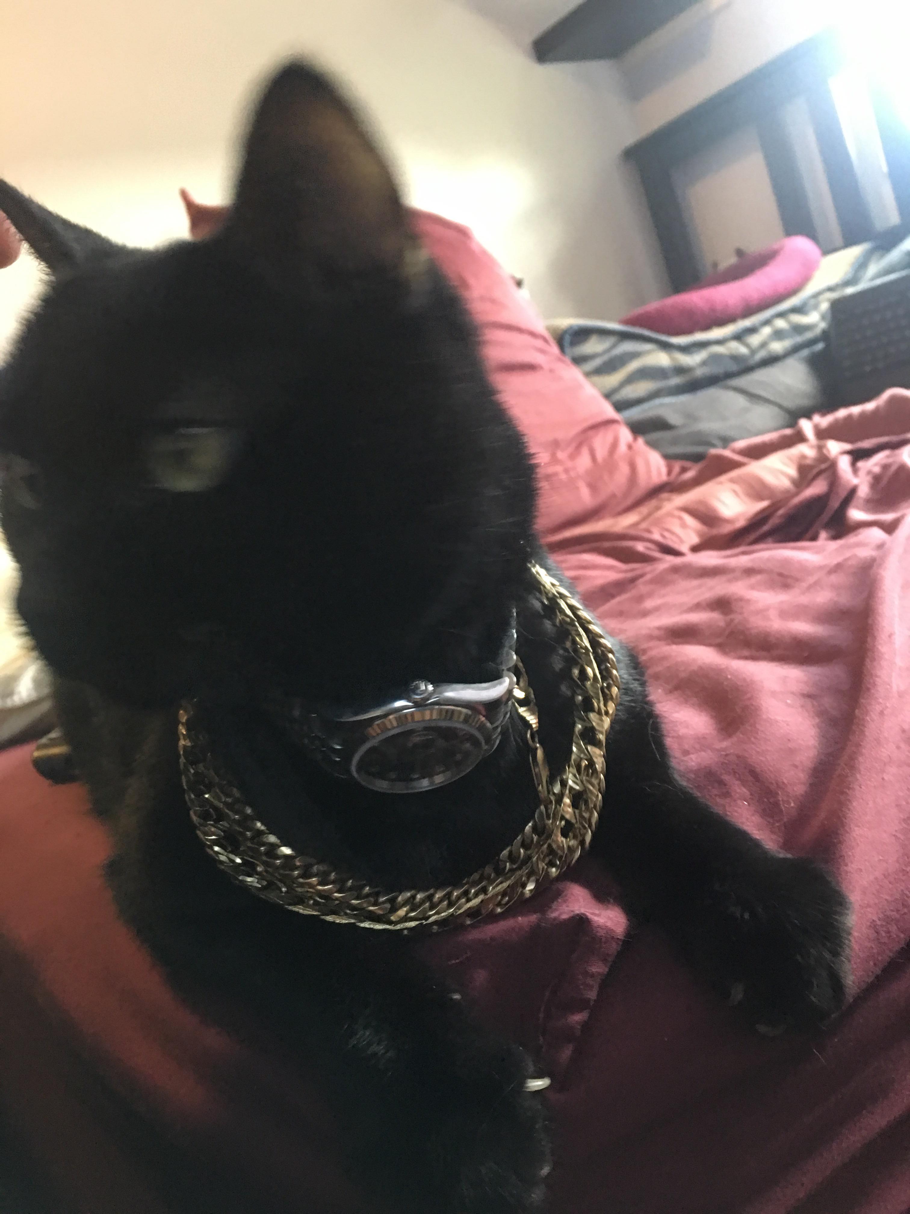 Yeah my cat has his own Rolex Oyster Perpetual Datejust : r/rolex