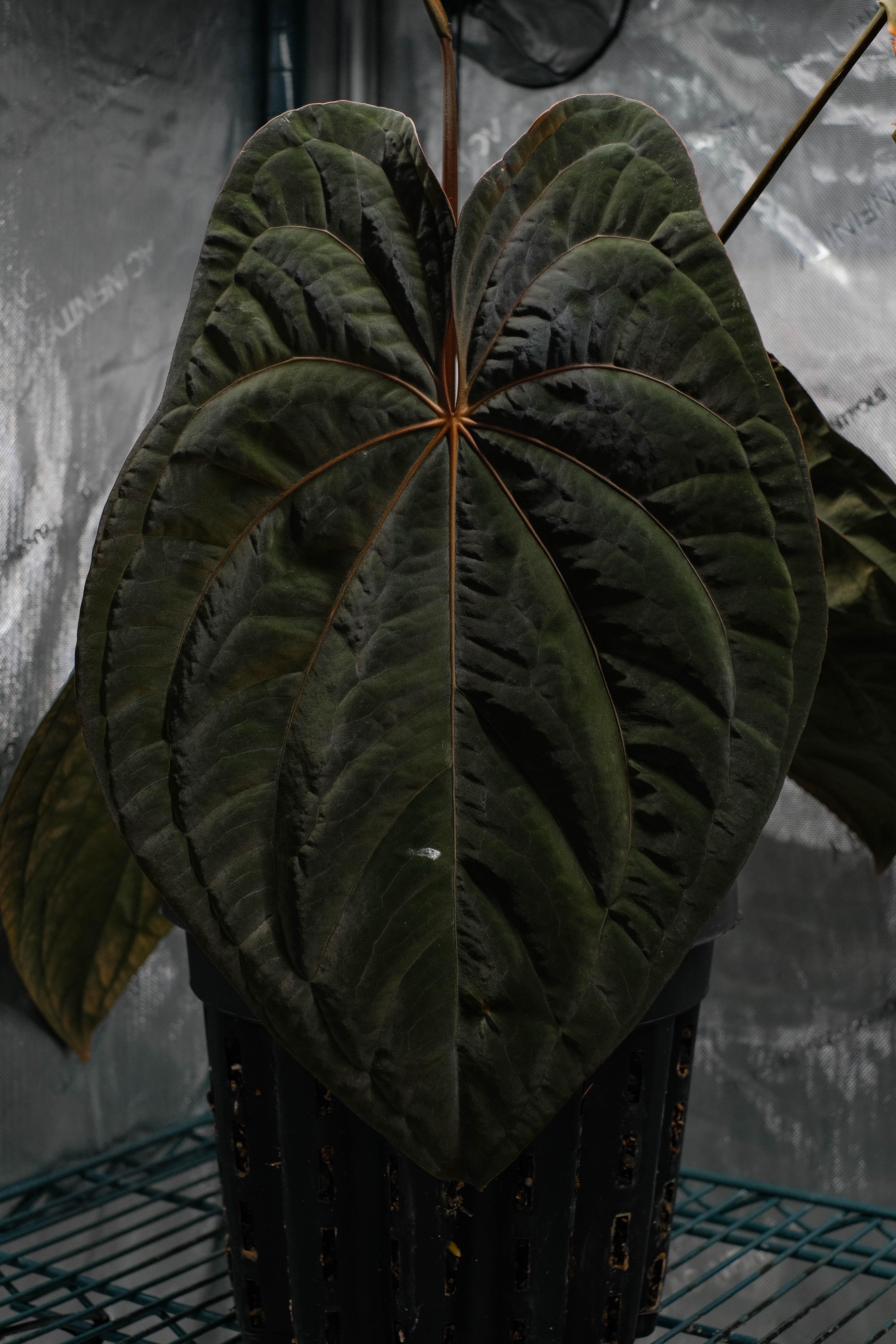 レッドベイン ダークフェニックス : r/Anthurium