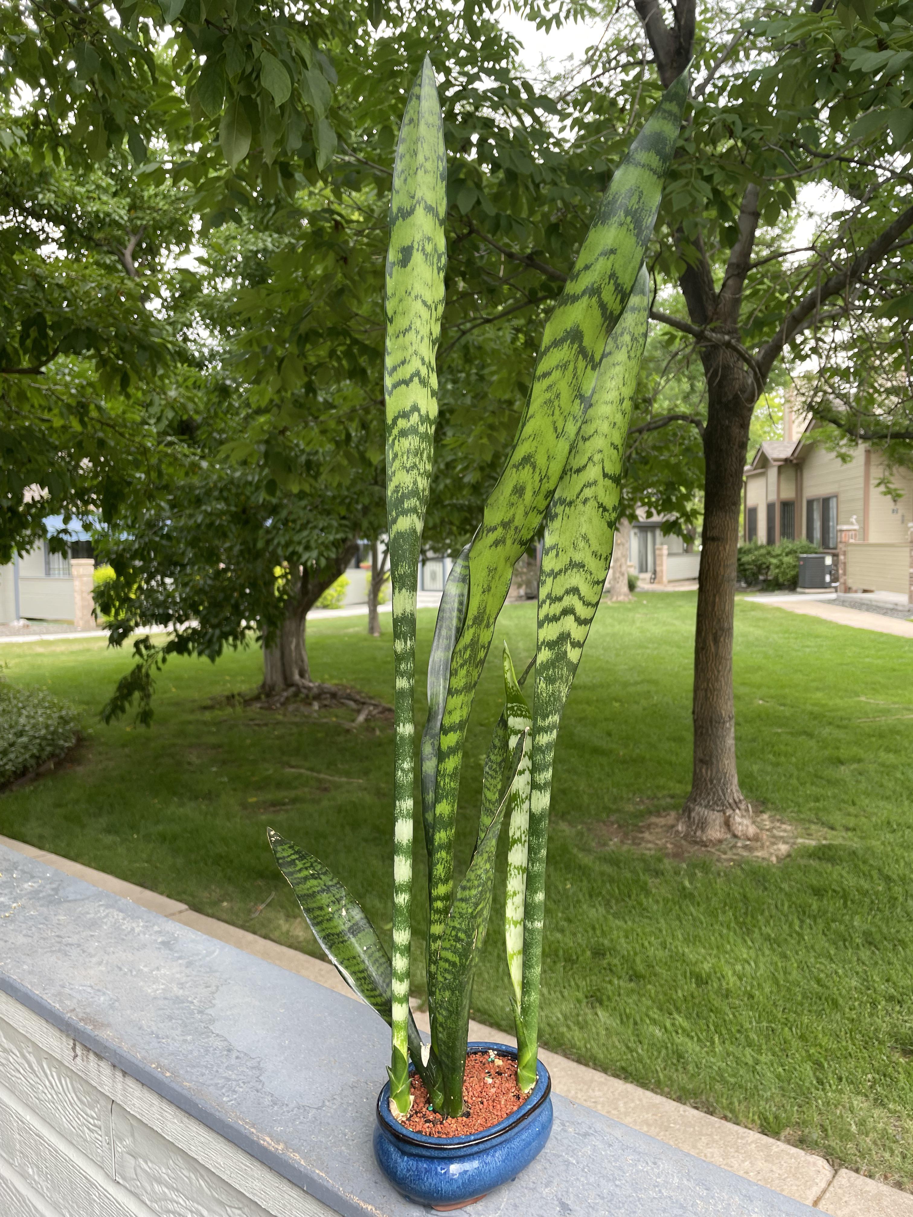 それで、サンセベリアを盆栽鉢に植えたんだけど、めっちゃ大きくなっ