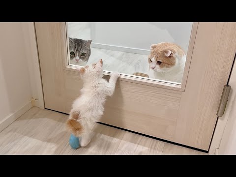 I rescued an injured kitten and the resident cat loved it so much