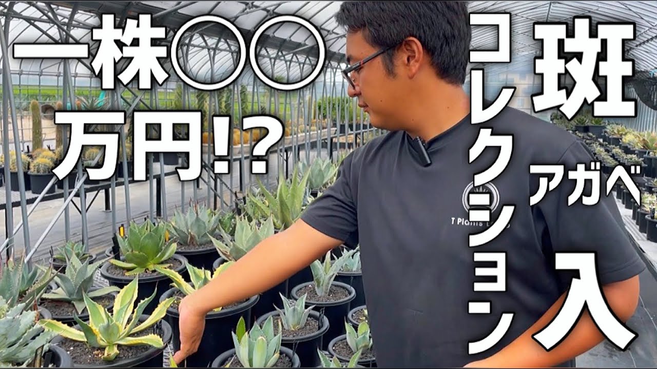 アガベ】斑入り特集!!普及種からレア種まで色々な株をお見せします