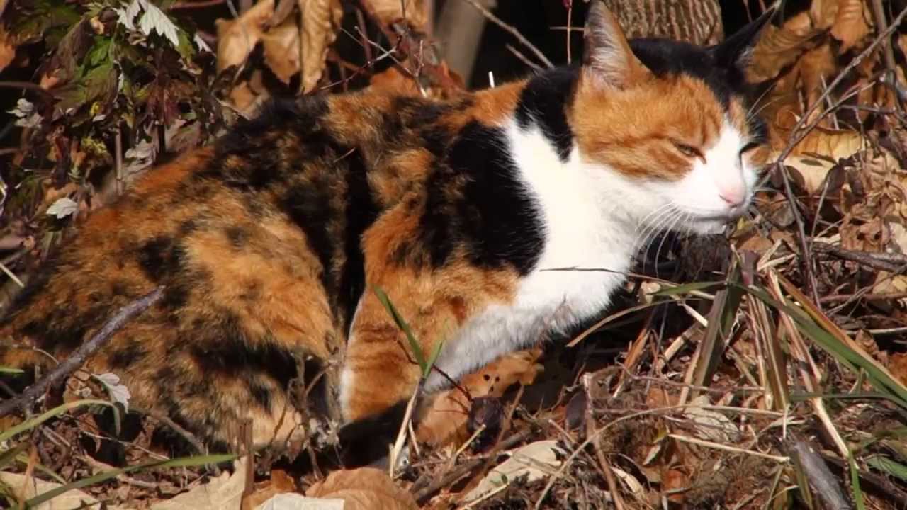 保護色な三毛猫ちゃん - YouTube