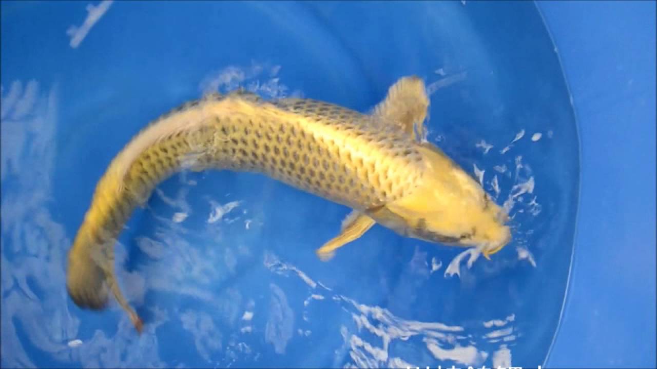 錦鯉販売 川崎錦鯉店の錦鯉 K0242 昔黄金 - YouTube