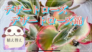多肉植物 🪴NO.480 デザートローズ錦 - YouTube