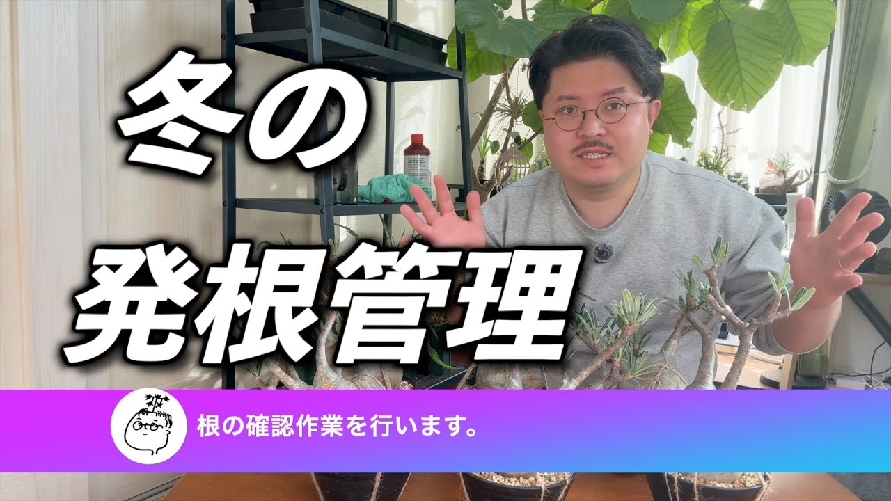 冬】グラキリス発根管理｜根の確認作業 - YouTube