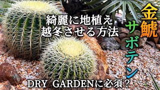 金鯱サボテン地植え】ドライガーデンに植えたいけど、綺麗に冬を越すに