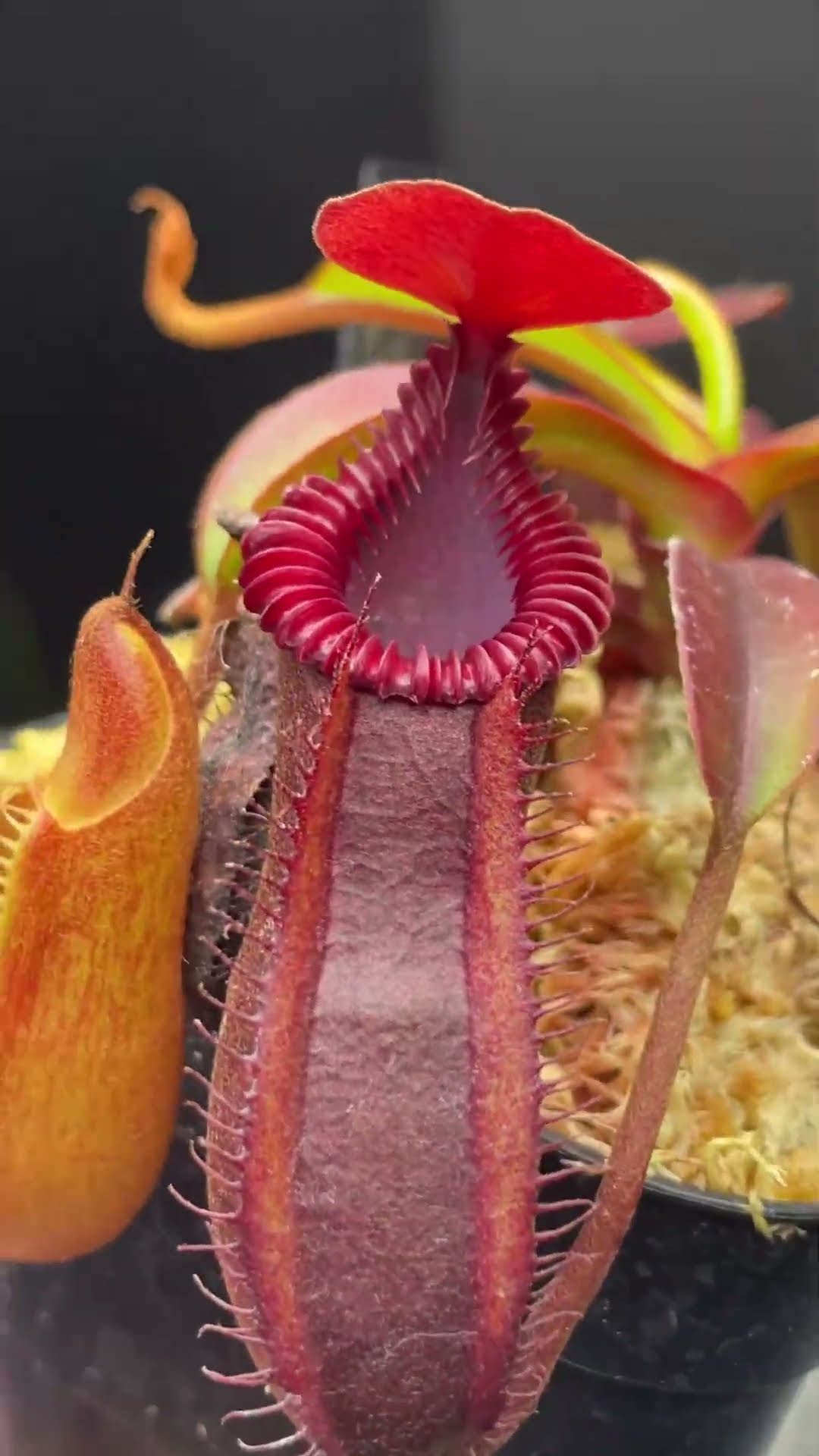 Nepenthes(diabolica×hamata)× edwardsiana clone01 AW#食虫植物