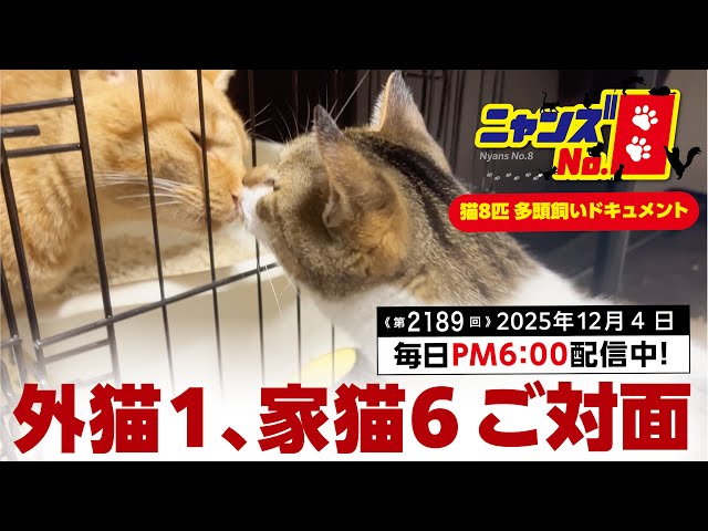 No. 2189》Meeting 1 outdoor cat and 6 indoor cats - YouTube