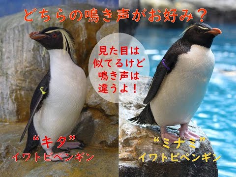 キタイワトビペンギンとミナミイワトビペンギンの鳴き声を比べてみて