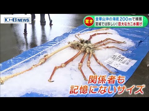 Rare World's largest spider crab caught at Ishinomaki Fish
