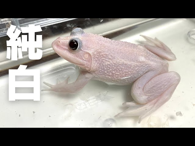 Feeding a large amount of food to a platinum pure white frog [Baba