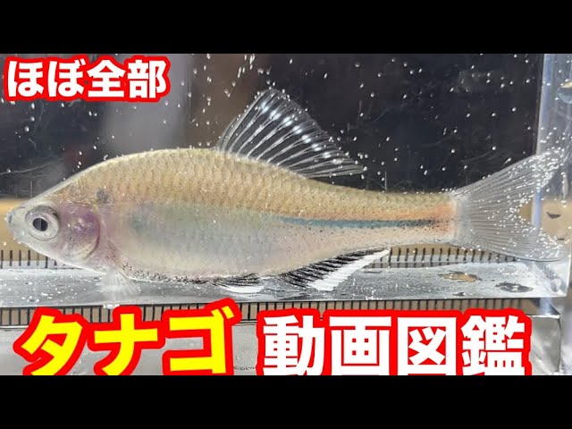 美しきタナゴの世界】オオタナゴ - YouTube