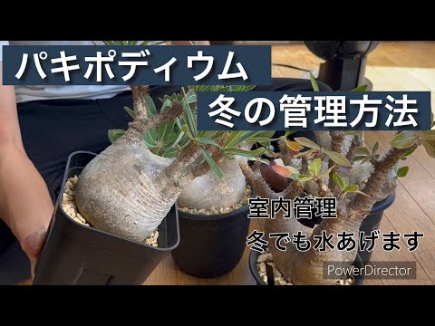 How to care for Pachypodium in winter (on Earth) - YouTube