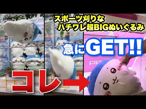 クレーンゲーム】長い戦いか？！スポーツ刈りなハチワレ超BIG