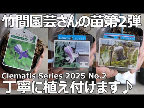 クレマチスシリーズ 2025 No.2】竹間園芸さんの壺型クレマチス植え付け