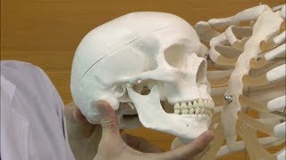 スタン・標準型骨格モデル，吊り下げ型スタンド仕様 | 日本スリービー