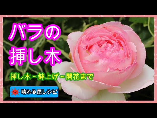 バラの挿し木（挿し木～鉢上げ～開花まで） - YouTube